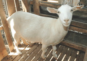Hukum Aqiqah Kambing Betina