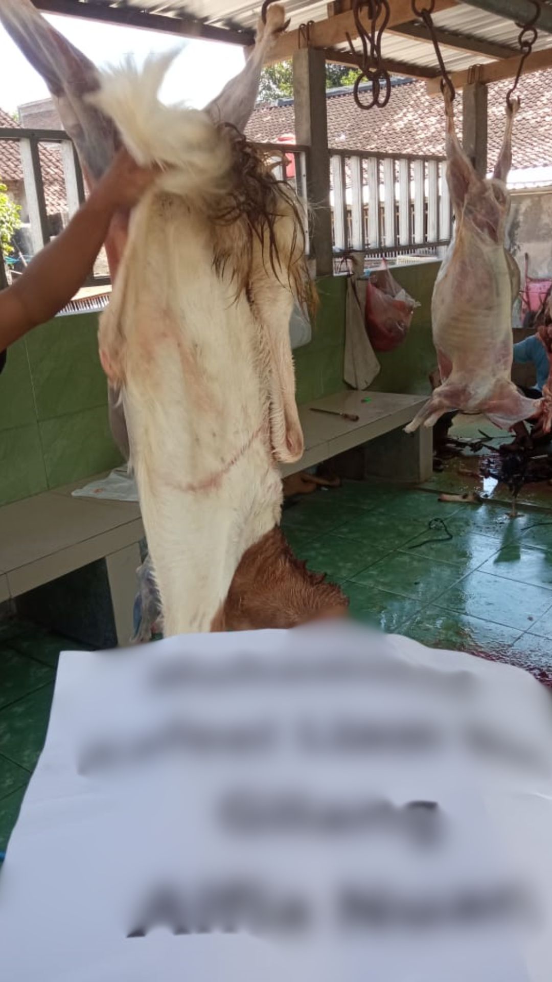 qurban (12)