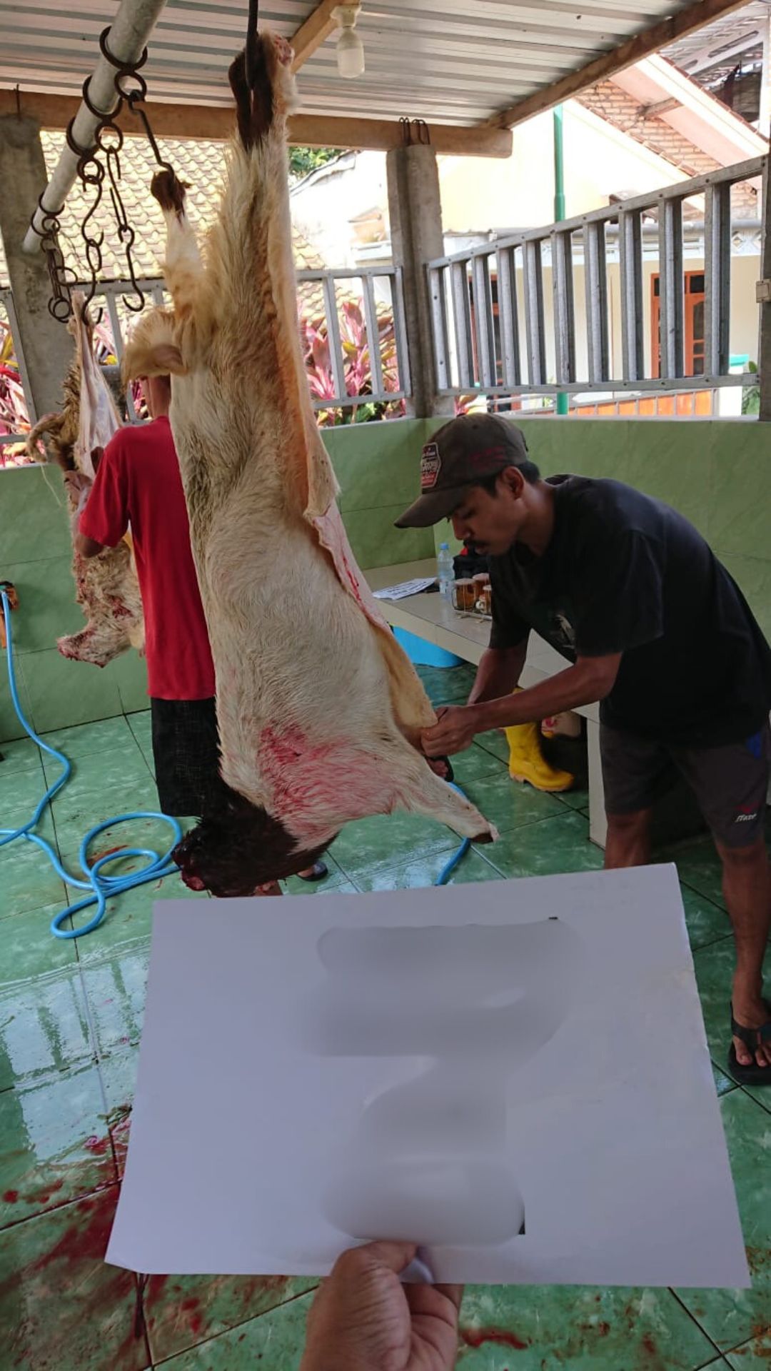 qurban (9)